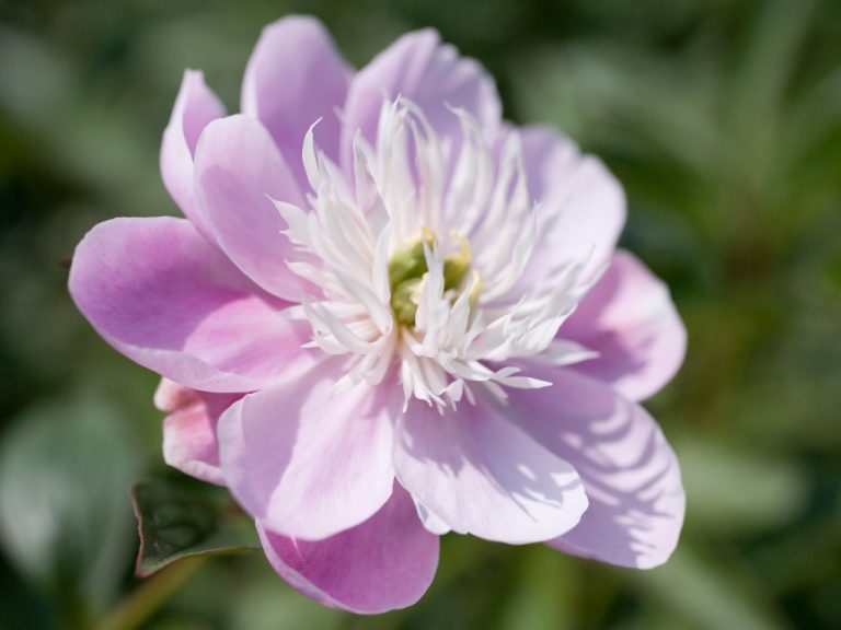 How Long Does Peony Bloom? Helpful Hints for Prolonging Flowering of Peonies