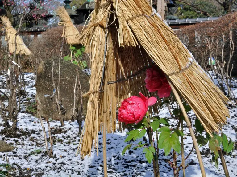 Can Peony Survive Winter? Peony Winter Care Instructions