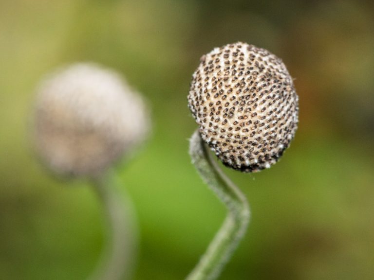 Anemone From Seed: How to Grow Anemones From Seed In Your Garden