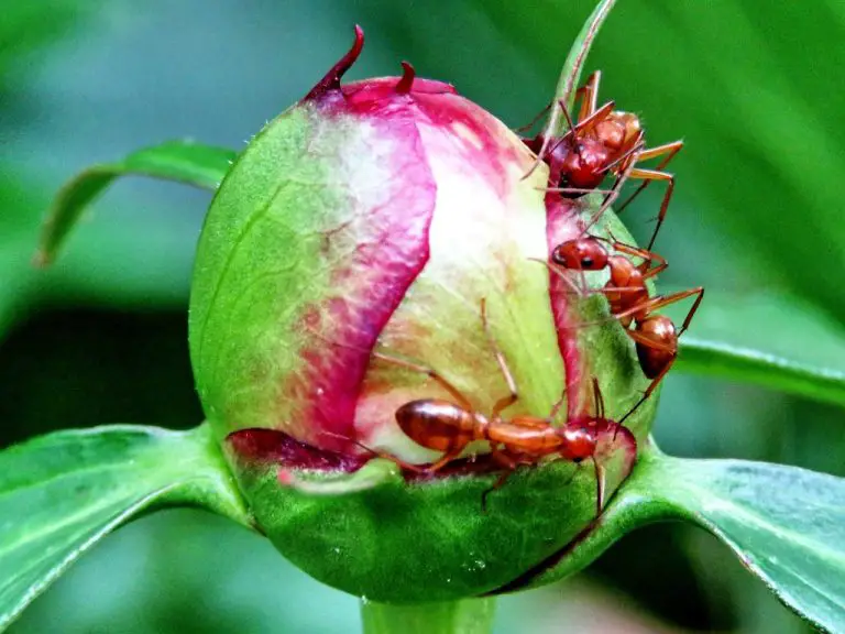 Do Peony Attracts Ants? Do Ants Cause Harm?