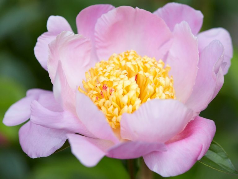Can You Grow Peony From Seed? Planting Peony From Seeds
