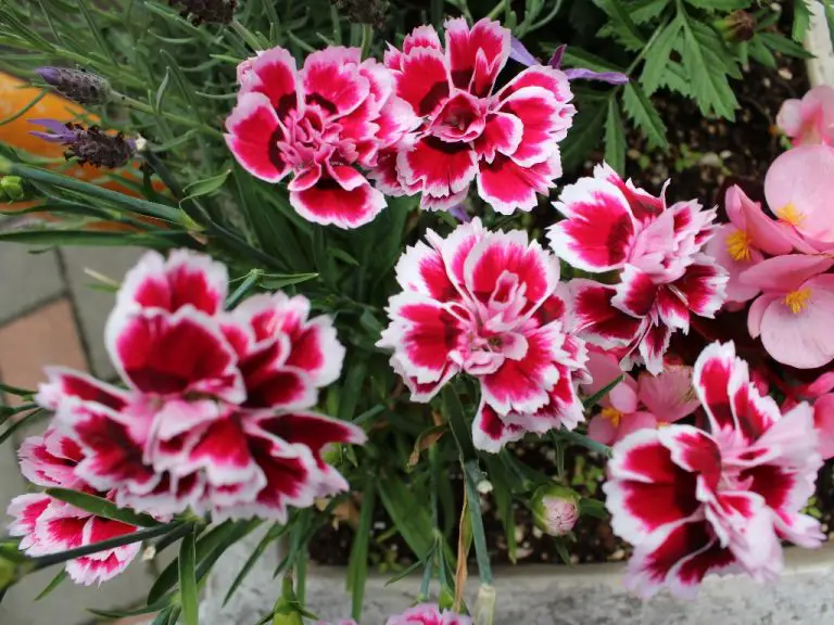 How to Plant Carnation? 3 Ways to Plant Carnation