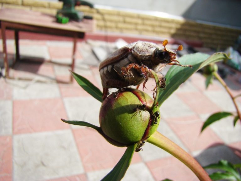 Peony Growing Zone