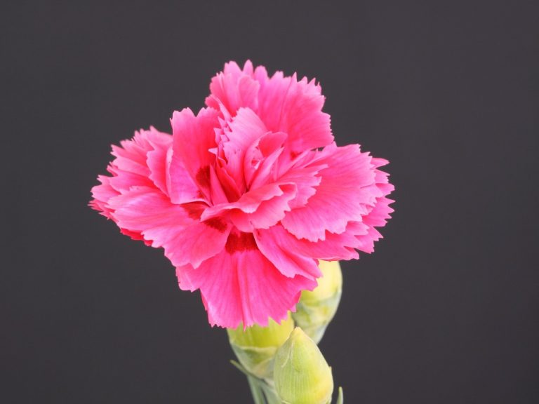 How to Plant Carnation Flowers – The Basics You Need to Know