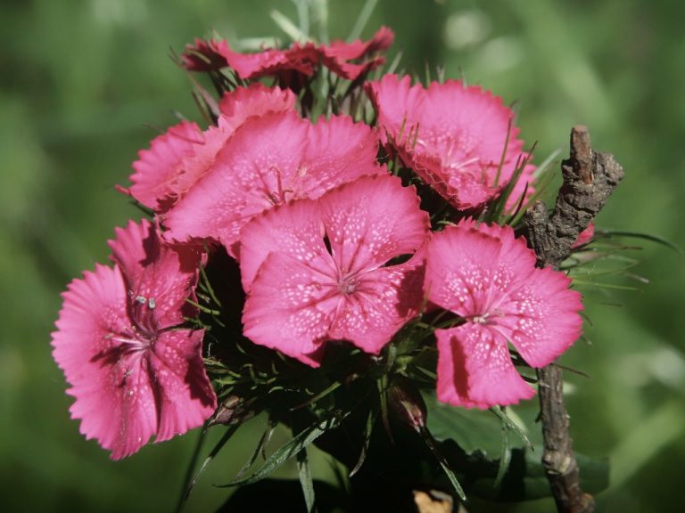 How to Preserve Carnations? Drying and Preserving Flowers