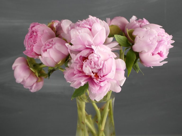 Are Peonies Poisonous to Dogs? Symptoms of Dog Peony Poisoning