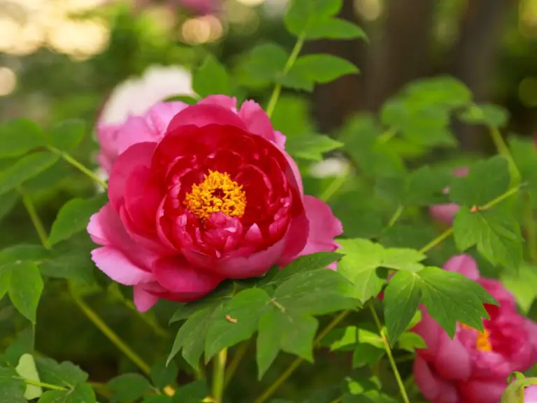 17 Reasons Why Your Peony Is Not Blooming – What To Do If Your Flower Plants Don’t Bloom this Spring