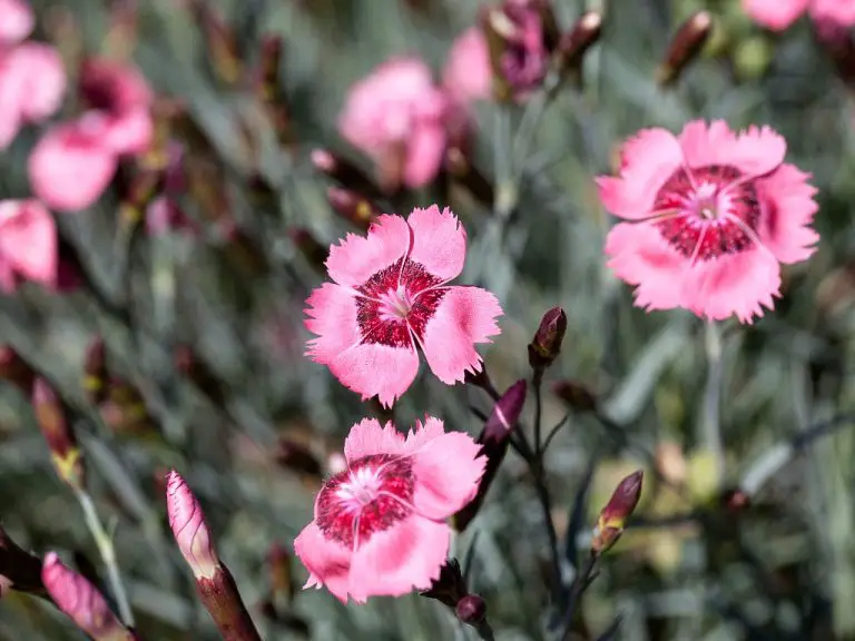 Are Carnations Deer-Resistant? Know the Best Deer Resistant Dianthus Varieties