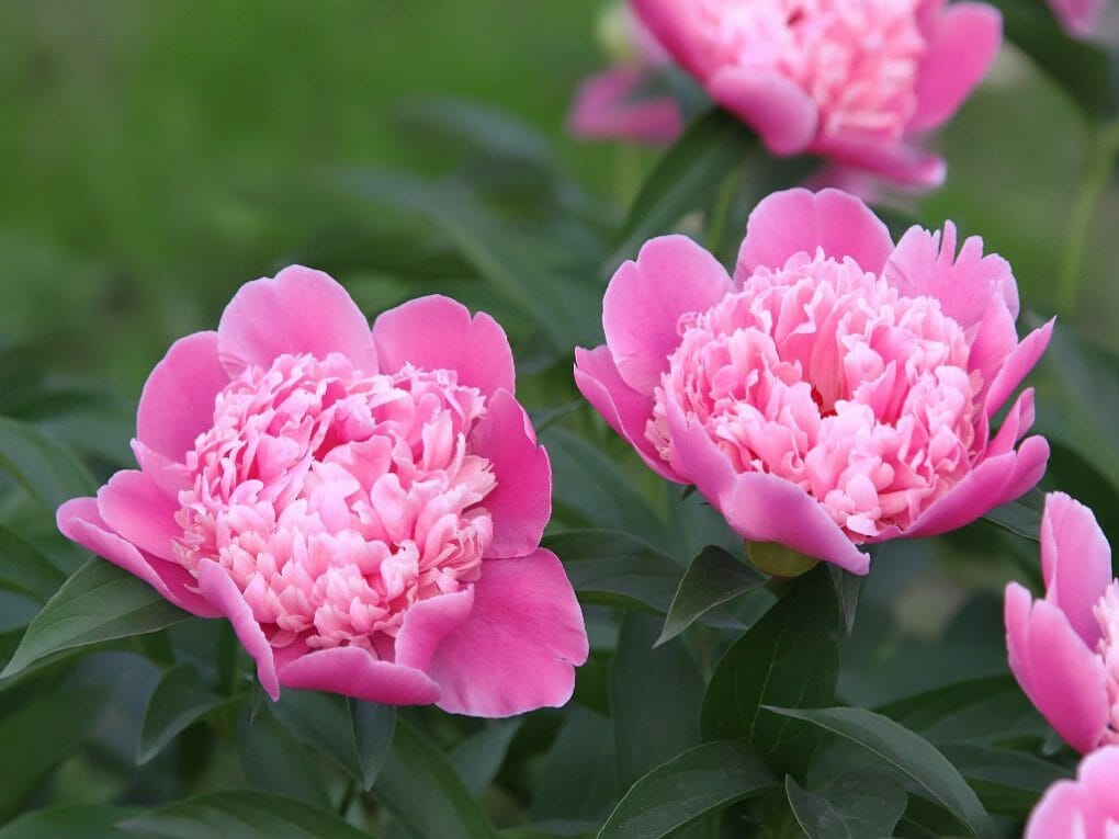 Supporting Peonies: Staking Tips to Prevent Peonies from Toppling Over