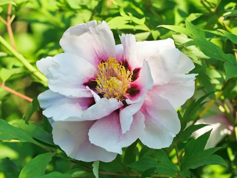 What Does Peony Mean? Flower Symbolism and Meaning