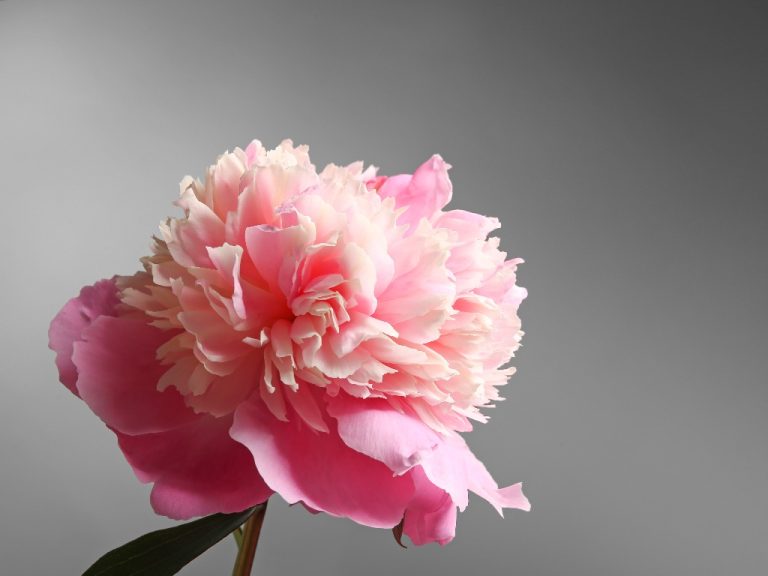 Propagating Peonies: 2 Methods to Grow Your Beautiful Peonies