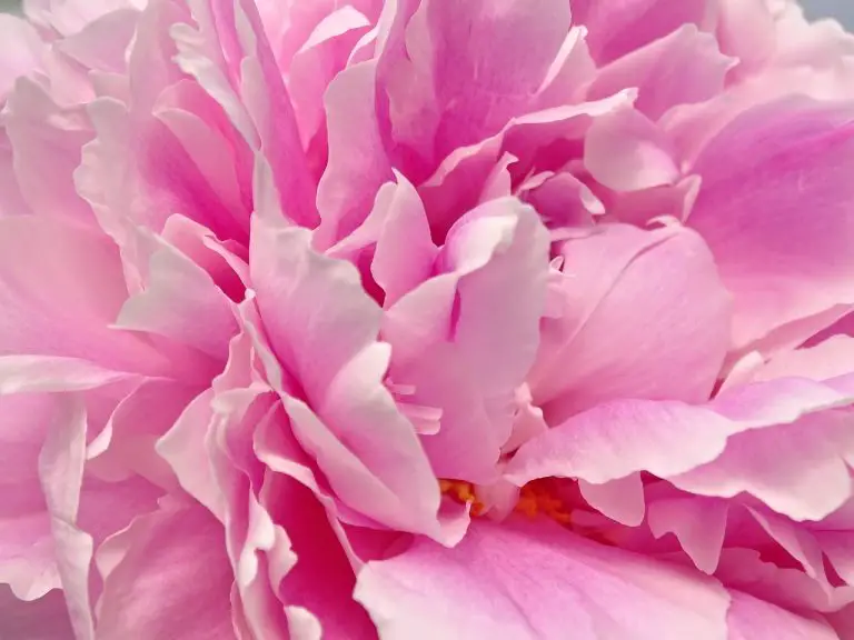 What To Do With Peony Petals? Know What You Can Do With Peony Petals