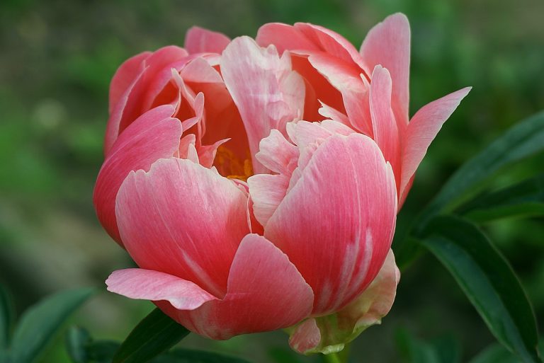 Will Peony Bloom in the First Year? When is the Blooming Time?