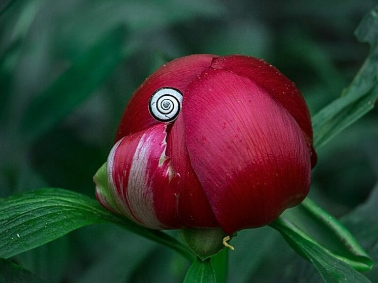 How to Water Peony? | How Much Water Do Peonies Need?