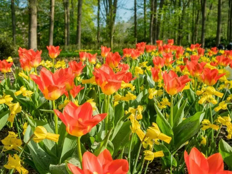 How Many Petals Does A Tulip Have? Interesting Facts About Tulips