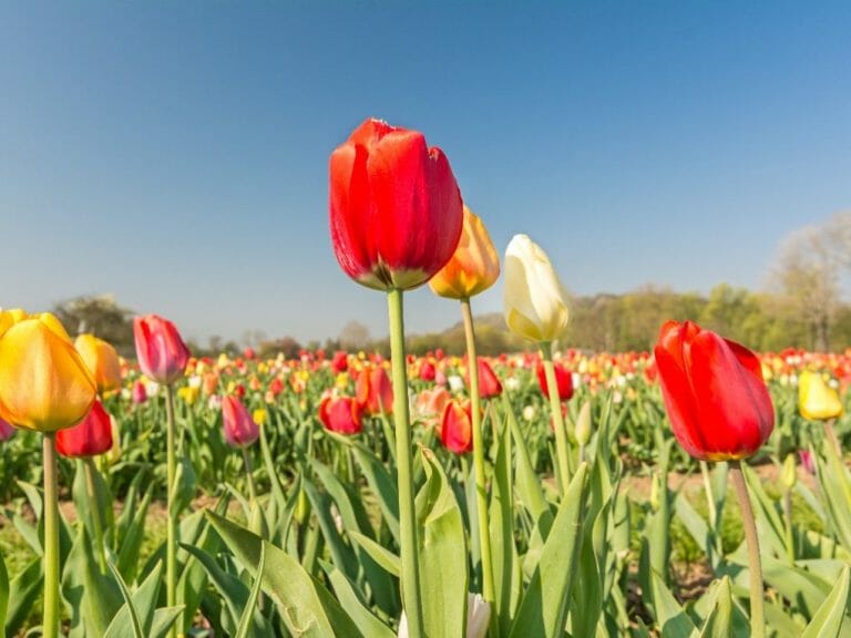 Can You Replant Tulip Bulb? Replanting Tulip Bulbs