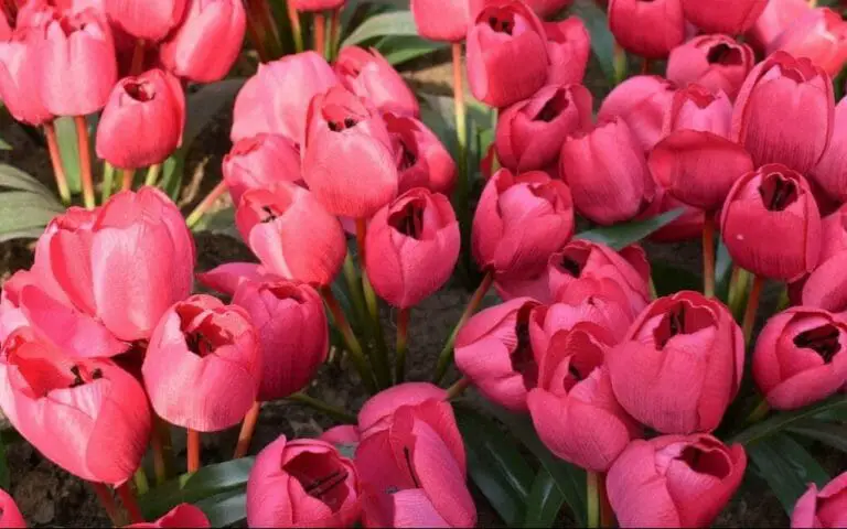 Do Tulips Close At Night? Digging Deeper About Nyctinasty