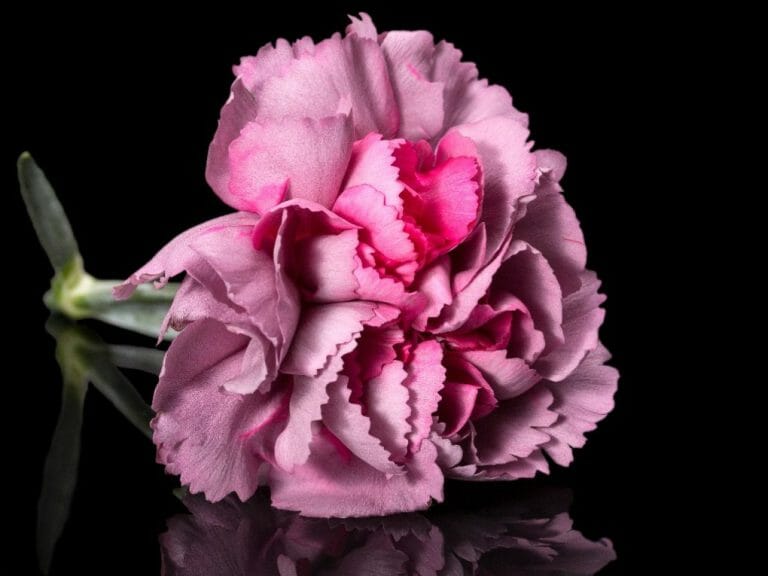 Peony vs. Carnation: A Comparison of Appearance and Meaning