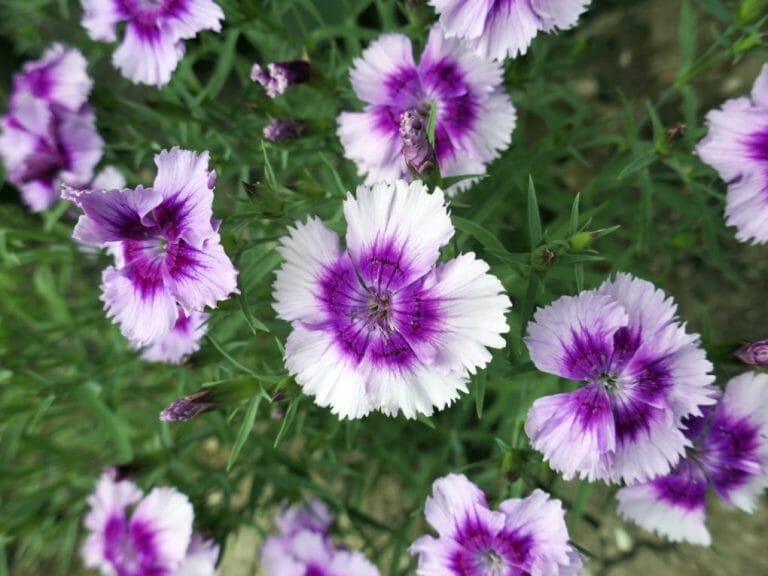 Do Carnations Bloom All Summer? Proper Care for All Summer Blooming Carnations