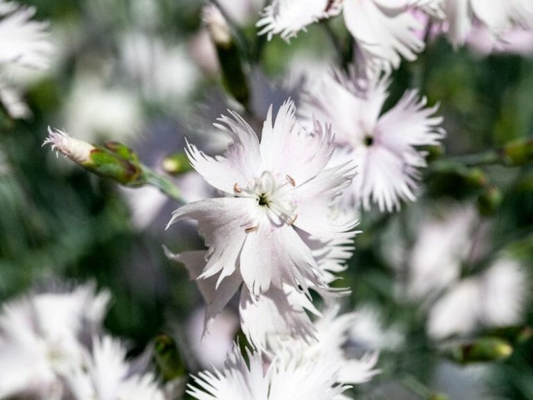 How Long Do Carnation Flowers Last? Care Tips for Cut Carnation Blooms