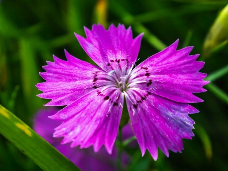 Do Carnations Attract Bees? Positive Aspects Of Growing Dianthus In Your Garden