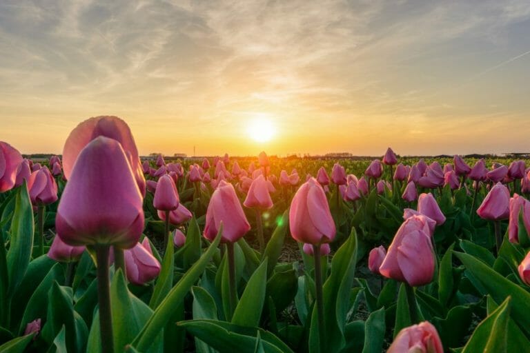 What Does the Tulip Smell Like? A Tulip Lover’s Guide