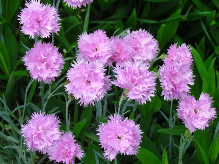 Do Carnations Grow Well in Pots? A Beginner’s Guide to Better Flowers and Plants Growing In Pots