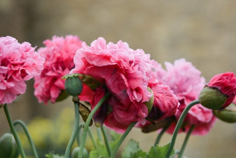 Peony Spacing in the Garden: Guidelines in Growing Healthy Peonies