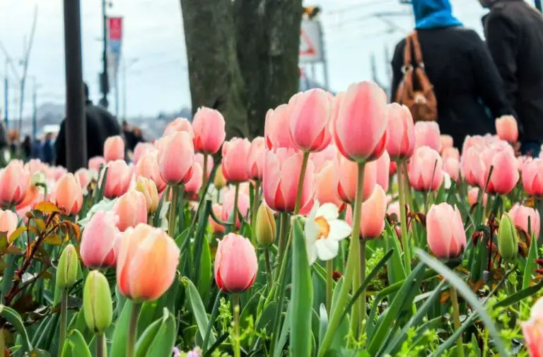 How Deep Do You Plant Tulip Bulbs? Know What is the Right Planting Depth