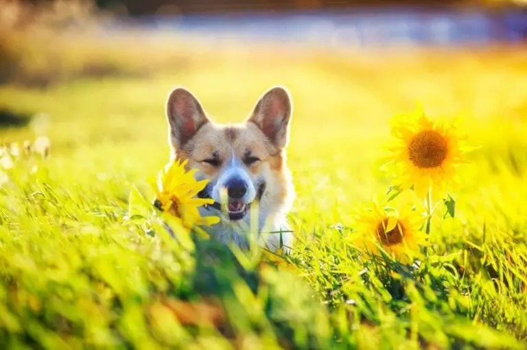 Are Sunflowers Toxic to Dogs? The Truth About This Popular Flower