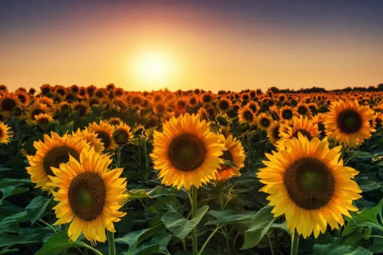 How to Harvest Sunflower Seeds: A Beginner’s Guide