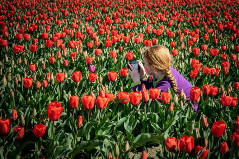 12 Types of Tulips | What You Need To Know