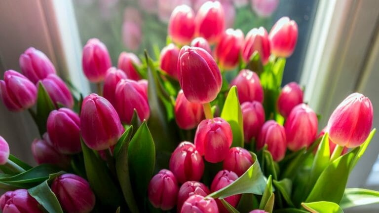 Can Tulips Grow Indoors? The Complete Guide to Growing Bulbs Indoors