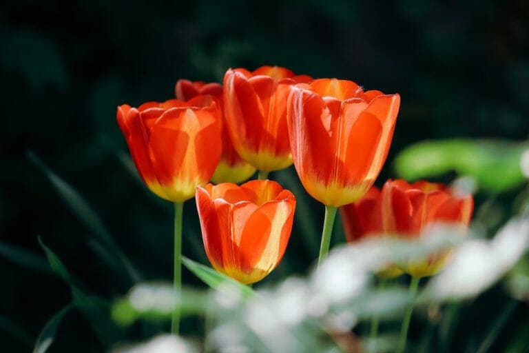 How To Plant Tulip? The Beginner’s Guide to Growing Tulips