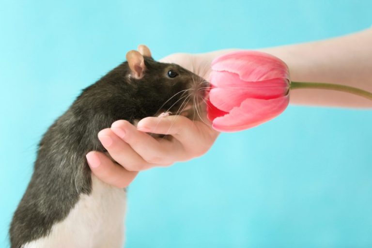 Do Rats Eat Tulip Bulbs? How To Protect Flower Bulbs From Animals