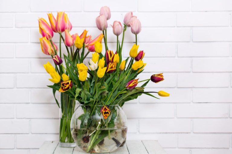 Growing Tulips in Water: Tips for Beginners