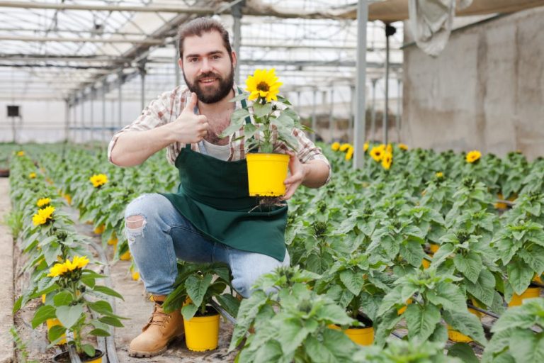 How Sunflower Grow | Understanding the Life Cycle of Sunflower