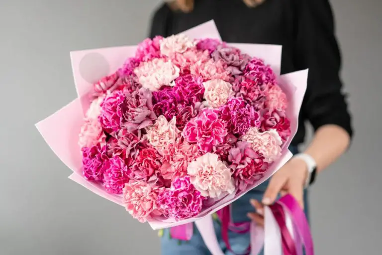 Do Carnations Cause Allergies? Reason Why Carnation Do Not Cause Allergies