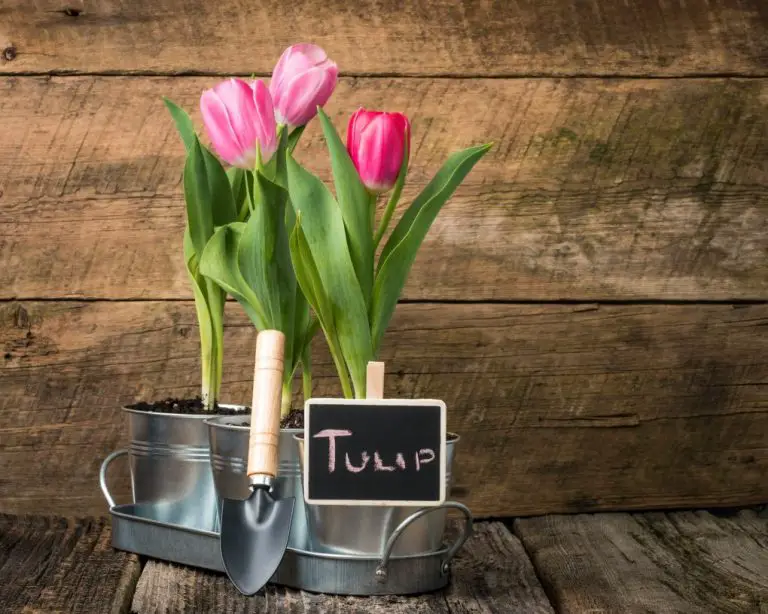 Can Tulips Grow in Pots? A Comprehensive Guide