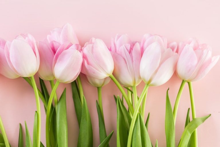 Can You Eat Tulip Bulbs? The Truth About Tulip Bulbs