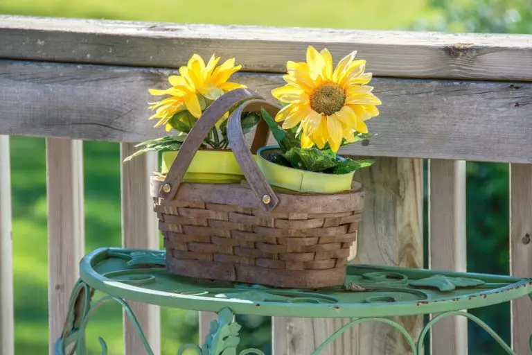 Can Sunflower Grow in a Pot? Growing Sunflower In Containers
