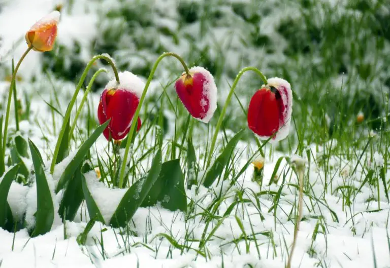 Can Tulips Survive Frost? How Can Tulips Survive Frost?