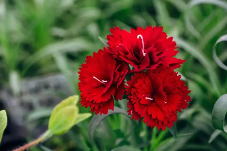 Do Carnations Have Seeds? The Truth About That Curious Flower
