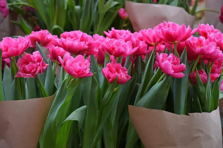 How to Harvest Tulip Bulbs: A Comprehensive Guide