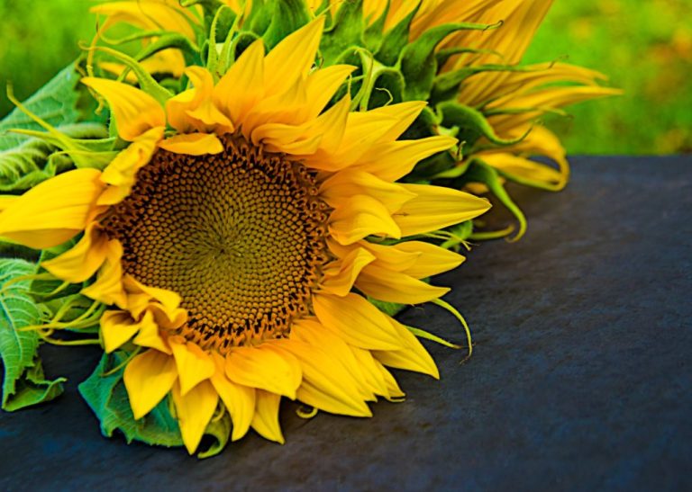 Do Sunflowers Come in Different Colors: Understanding Sunflower Colors