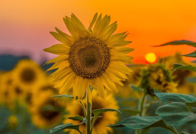 Where Do Sunflower Seeds Come From? Notable Facts About Sunflower Seeds