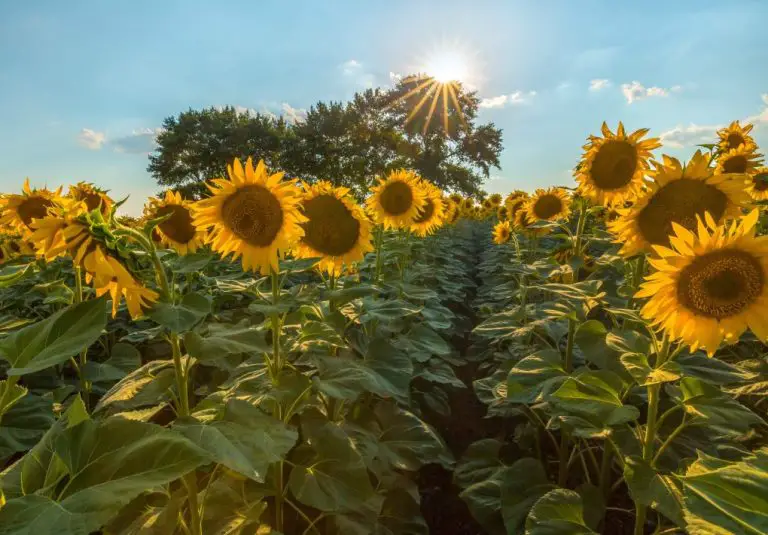 Are Sunflowers Invasive: How Sunflowers Spread and Ways to Control Its Unwanted Growth