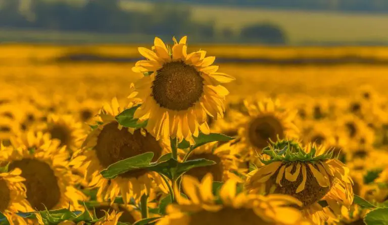 Are Sunflowers Hard to Grow: Understanding the Needs of Sunflowers