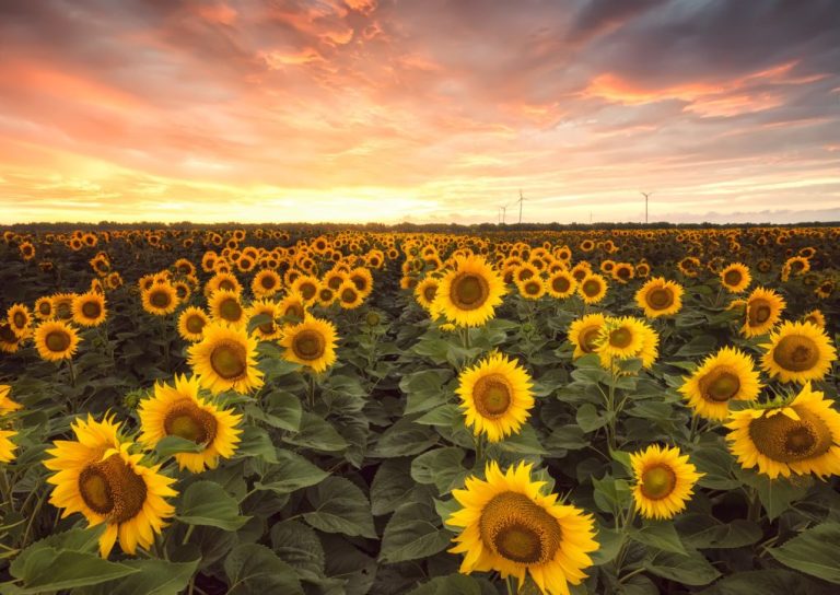 Does Sunflower Need a Lot of Water? Learn About Sunflower Water Requirements