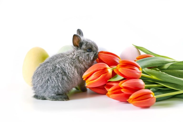 Do Rabbits Eat Tulip Bulbs? Ways to Protect Tulips From Rabbits